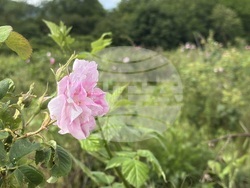 Казанлък - розобер