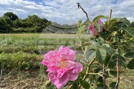 Казанлък - розобер