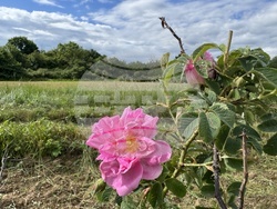 Казанлък - розобер