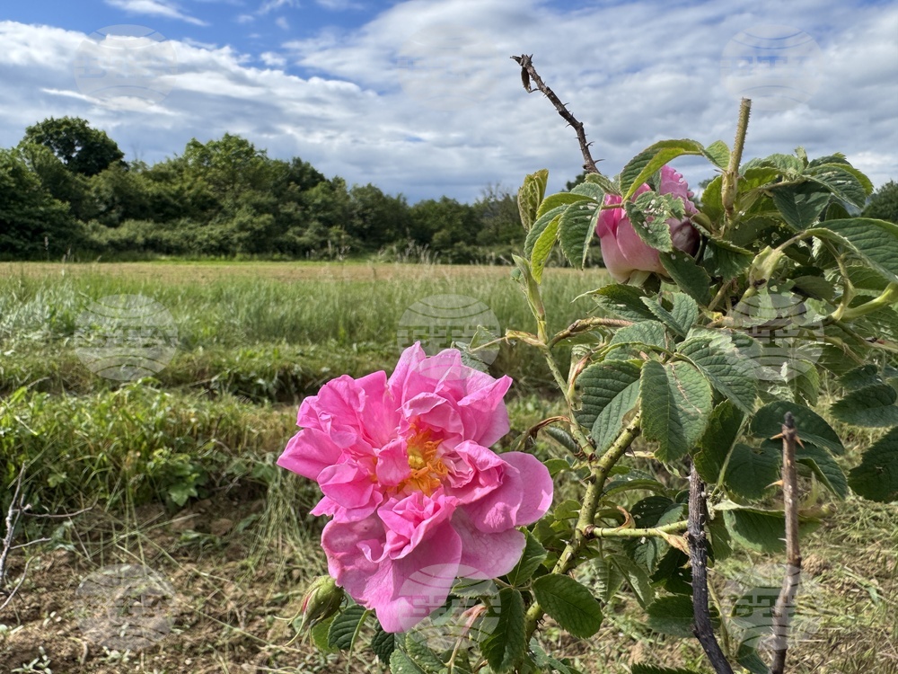 Казанлък - розобер