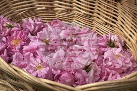 Казанлък - розобер