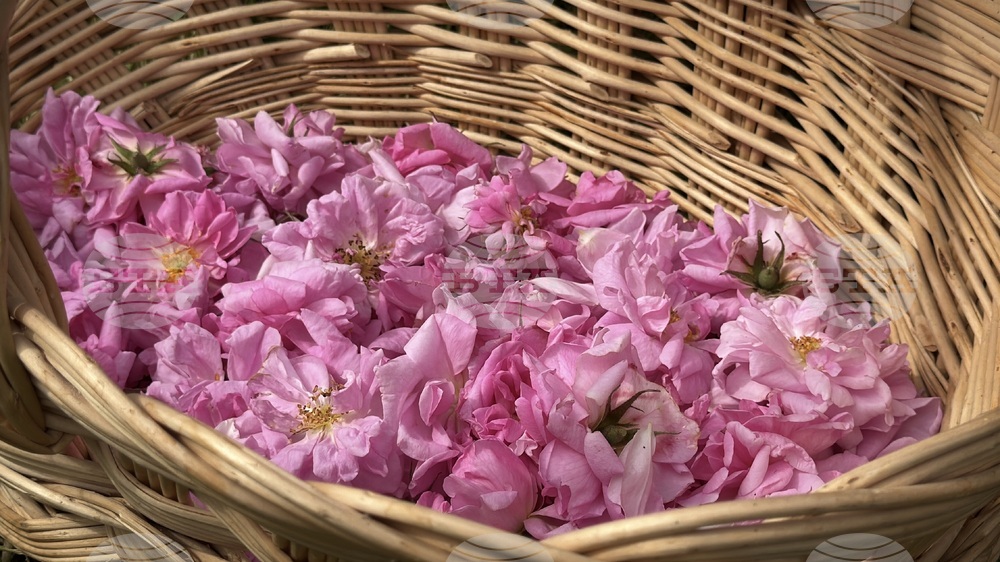 Казанлък - розобер