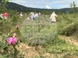 Казанлък - розобер