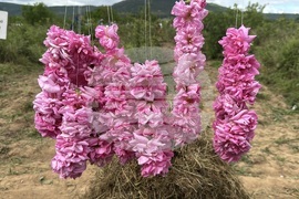 Казанлък - розобер