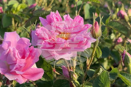 Казанлък - розобер