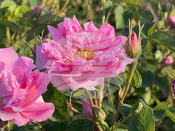 Казанлък - розобер