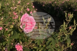 Казанлък - розобер