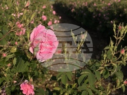 Казанлък - розобер