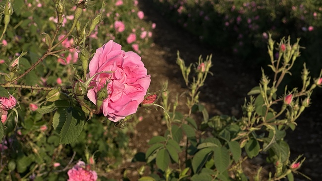 Rose-Picking Near Village of Rozovo Begins on Saturday
