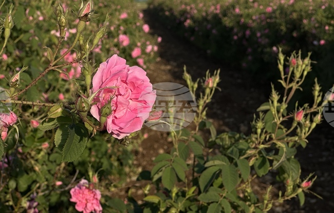 Rose-Picking Near Village of Rozovo Begins on Saturday