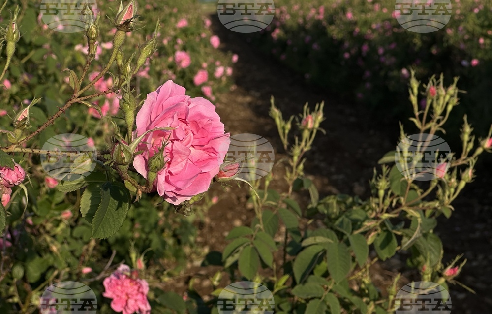 Казанлък - розобер