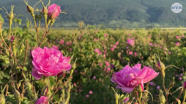 Розоберът край Казанлък събра посетители от цял свят