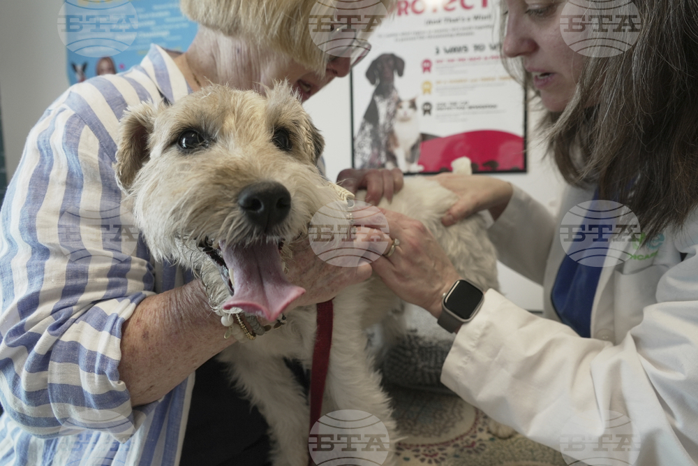 Be Well-Allergic Pets