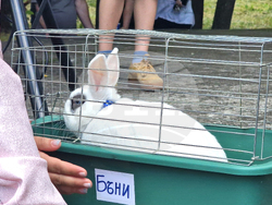 Разград - домашни любимци - празник