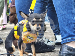 Разград - домашни любимци - празник