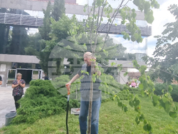 Стара Загора - 1 юни - фестивал „Златната липа“