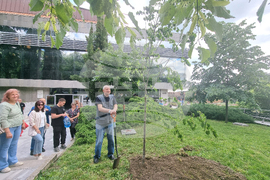 Стара Загора - 1 юни - фестивал „Златната липа“