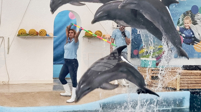 Безплатни коледни представления за децата ще има във Варненския делфинариум 