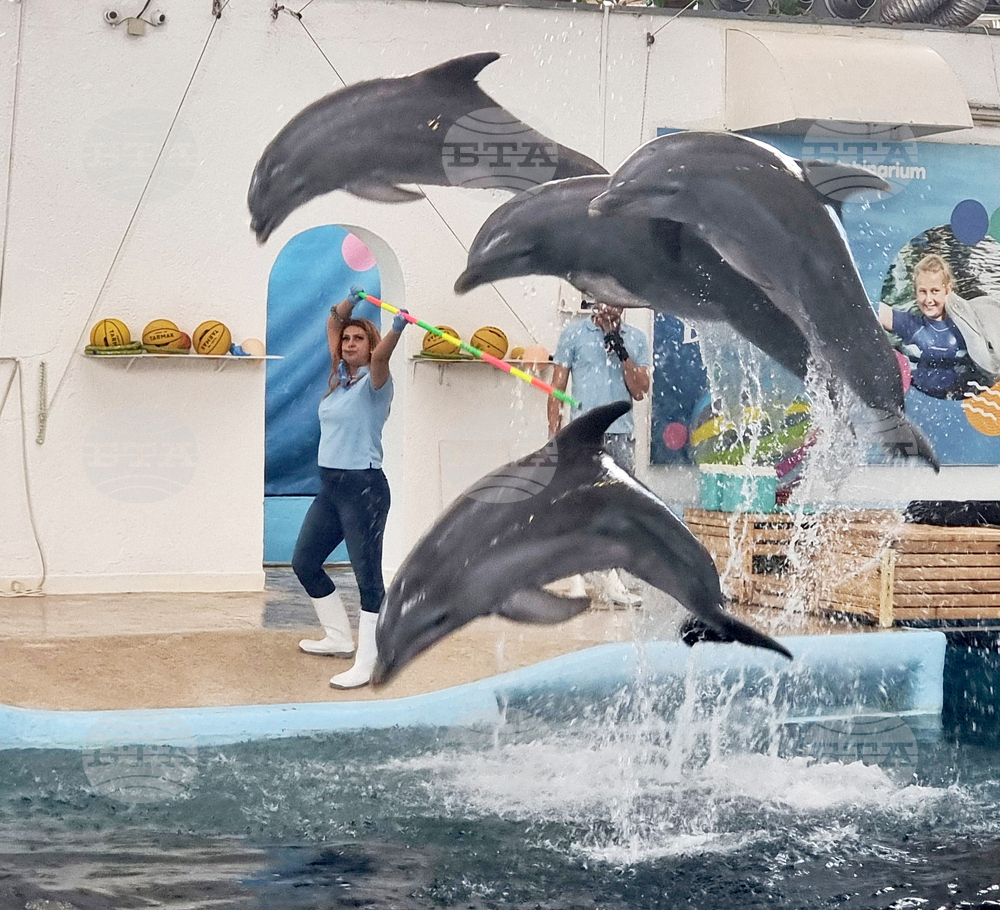 Безплатни коледни представления за децата ще има във Варненския делфинариум 