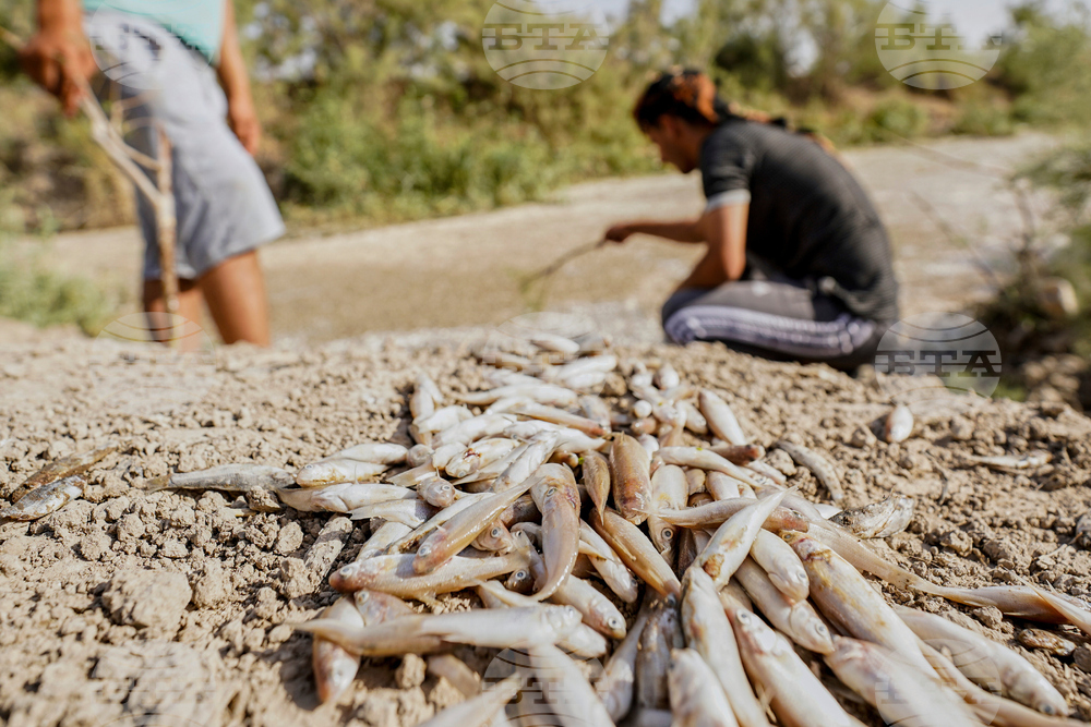 Iraq Fish