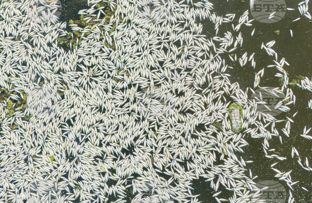 Iraq Fish
