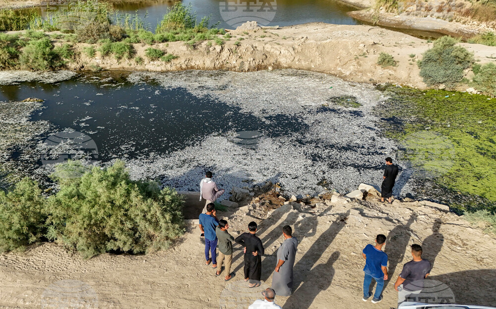 Iraq Fish