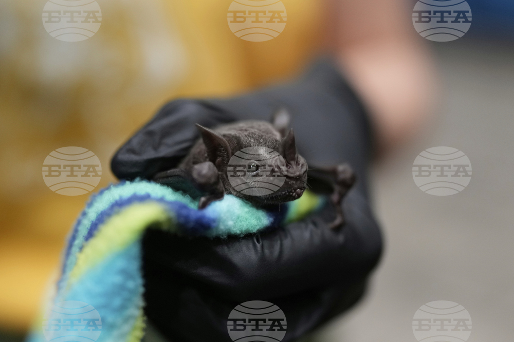 Panama Bats