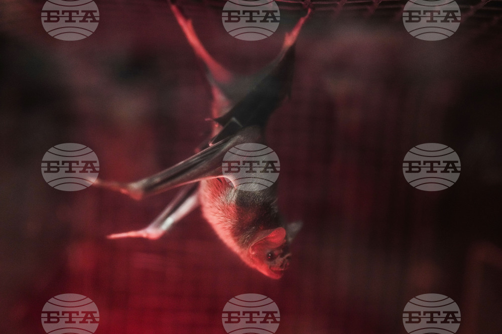 Panama Bats