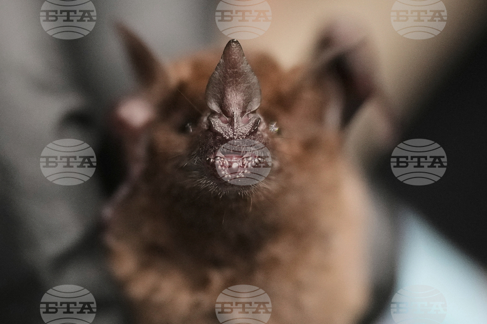 Panama Bats