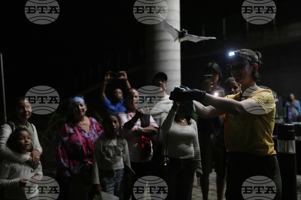 Panama Bats