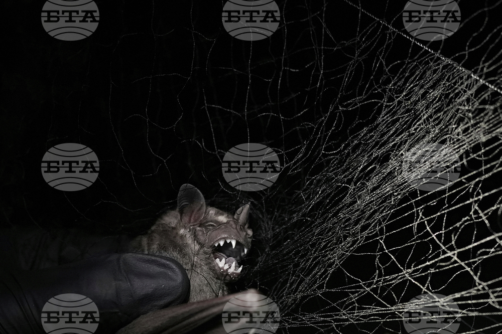 Panama Bats