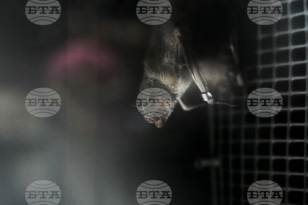 Panama Bats