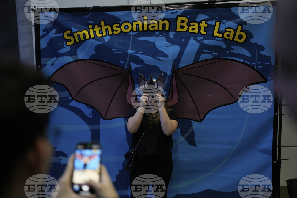Panama Bats