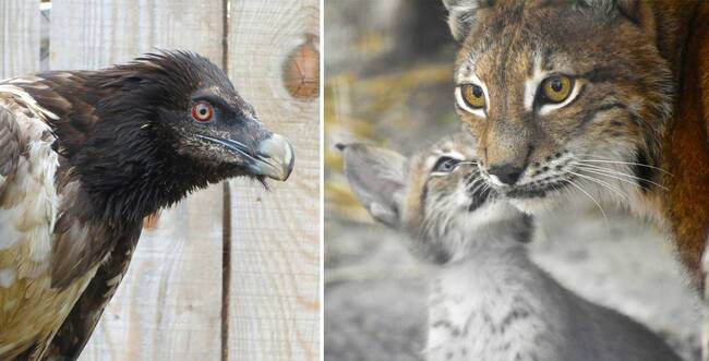 Част от новата 10-годишна стратегия на Софийския зоопарк е отглеждането на евроазиатски рис и брадат лешояд за връщане в дивата природа