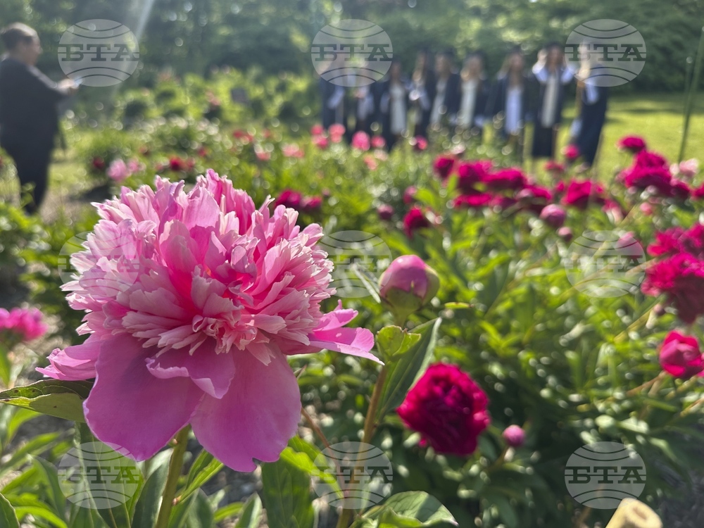 Peonies in Bloom