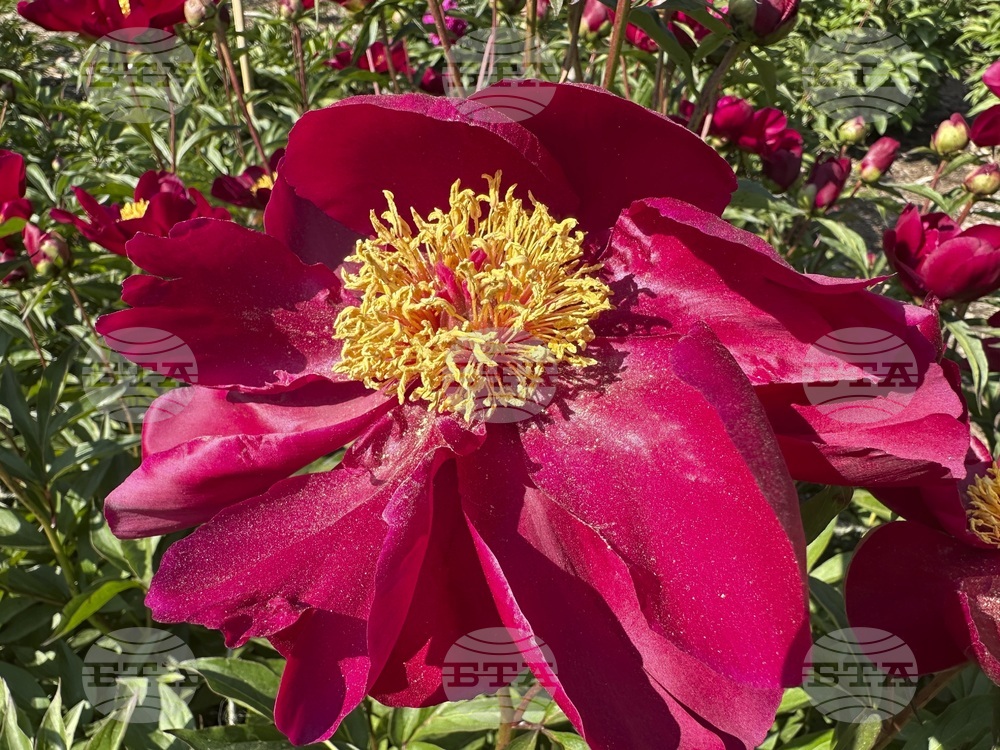 Peonies in Bloom