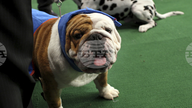 „ИТА Еъруейс“ става първата авиокомпания в света, която позволява кучета до 30 килограма да пътуват на борда на самолетите на вътрешни полети