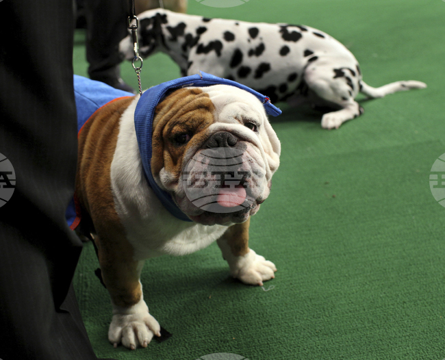 „ИТА Еъруейз“ става първата авиокомпания в света, която позволява кучета до 30 килограма да пътуват в салона на самолетите на вътрешни полети