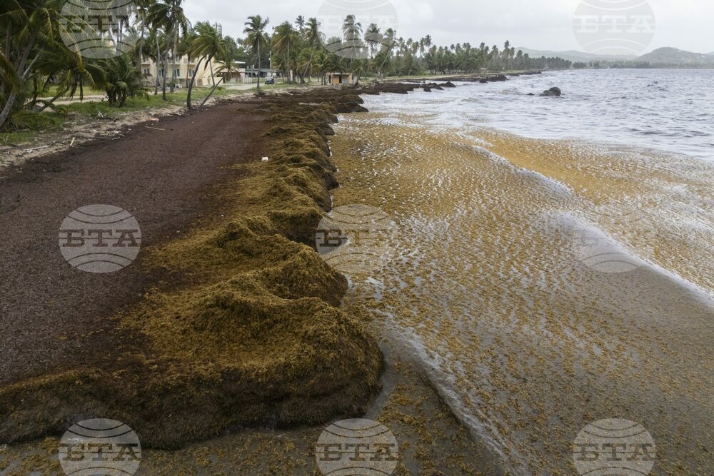 Puerto Rico Sargassum
