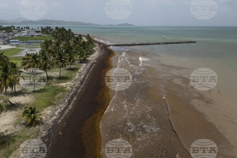 Puerto Rico Sargassum