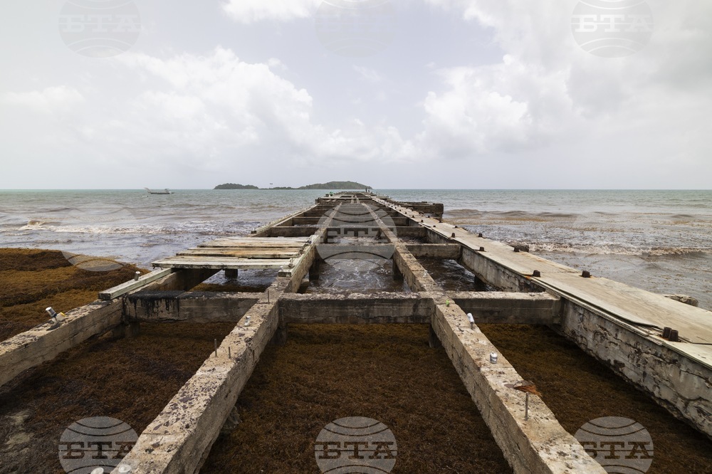 Puerto Rico Sargassum