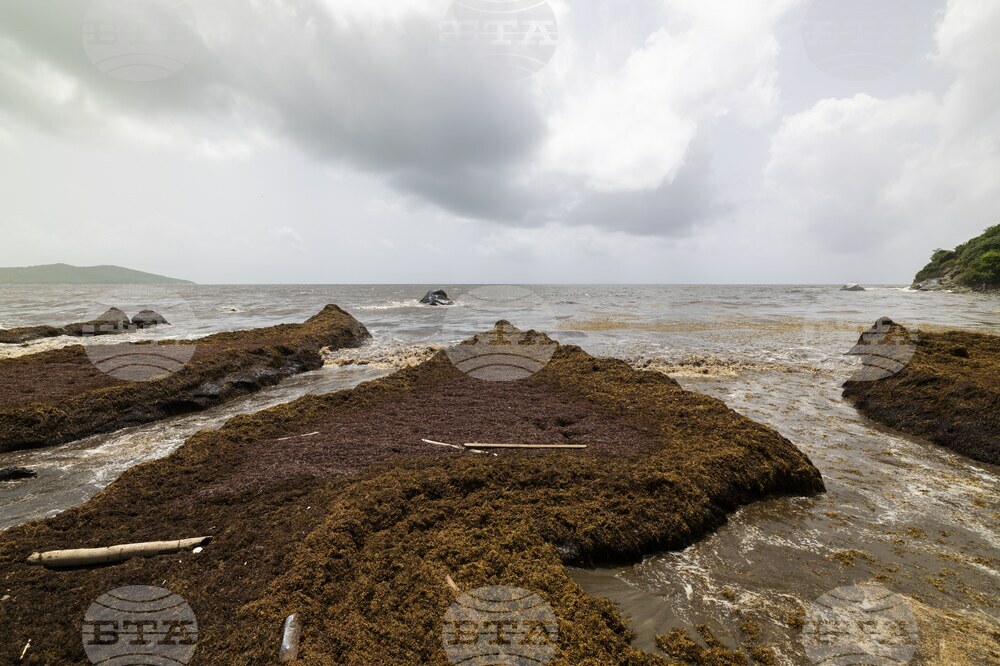 Puerto Rico Sargassum