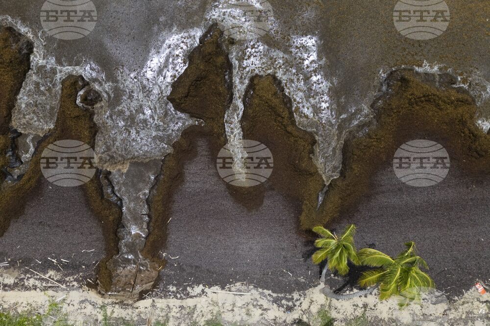 APTOPIX Puerto Rico Sargassum