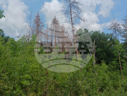 Снимка: Сдружение “Браншова камара на дървообработващата и мебелната промишленост“ 