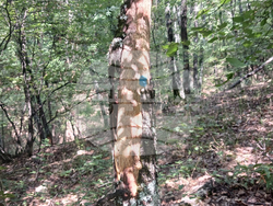 Снимка: Сдружение “Браншова камара на дървообработващата и мебелната промишленост“ 