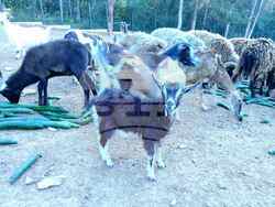 Снимка: Община Стара Загора