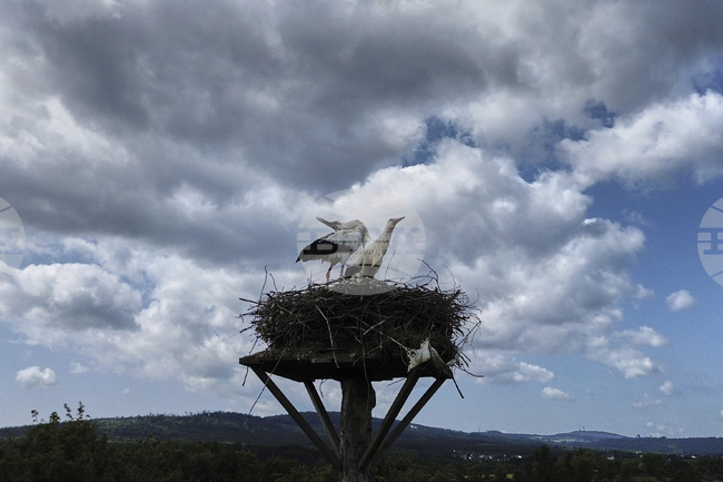  Германската полиция разследва жена, прогонила с дрон щъркели от гнездото им