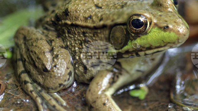 Учени разкриват еволюционния успех на жабите