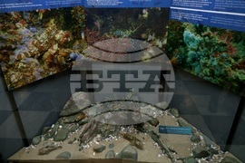 „Подводната вкаменена гора“ - изложба
