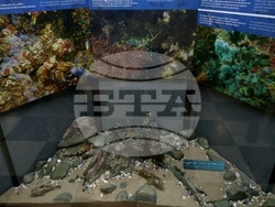 „Подводната вкаменена гора“ - изложба
